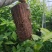 柑橘苗爱媛金秋明日见等各种柑橘苗。大苗小苗枝条