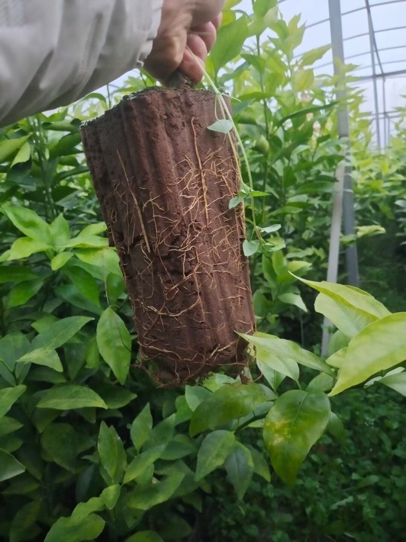 柑橘苗爱媛金秋明日见等各种柑橘苗。大苗小苗枝条
