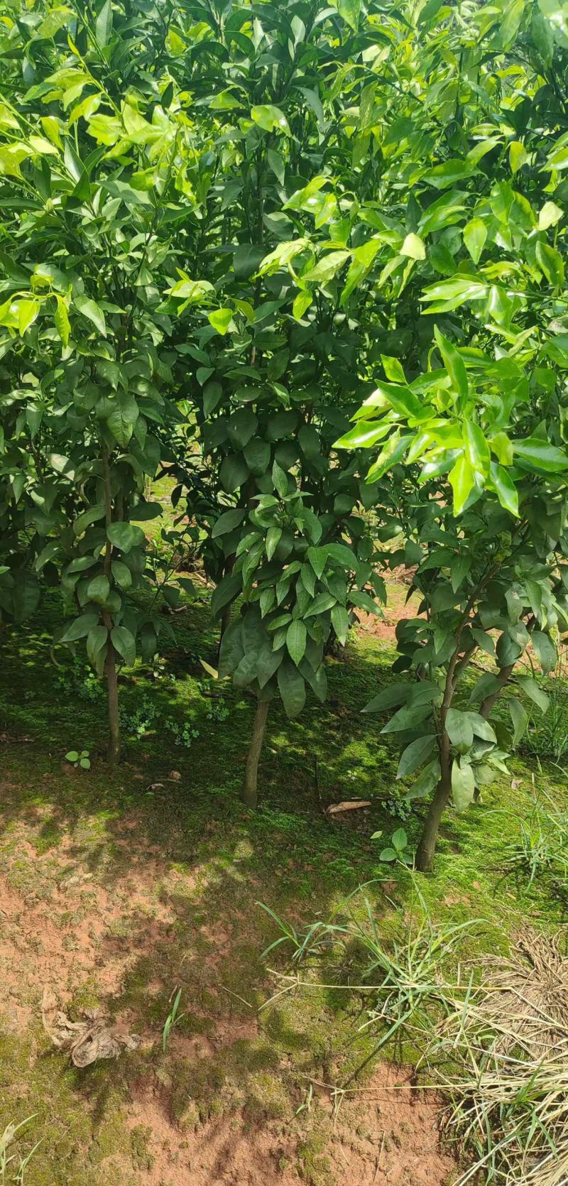 柑橘苗爱媛金秋明日见等各种柑橘苗。大苗小苗枝条