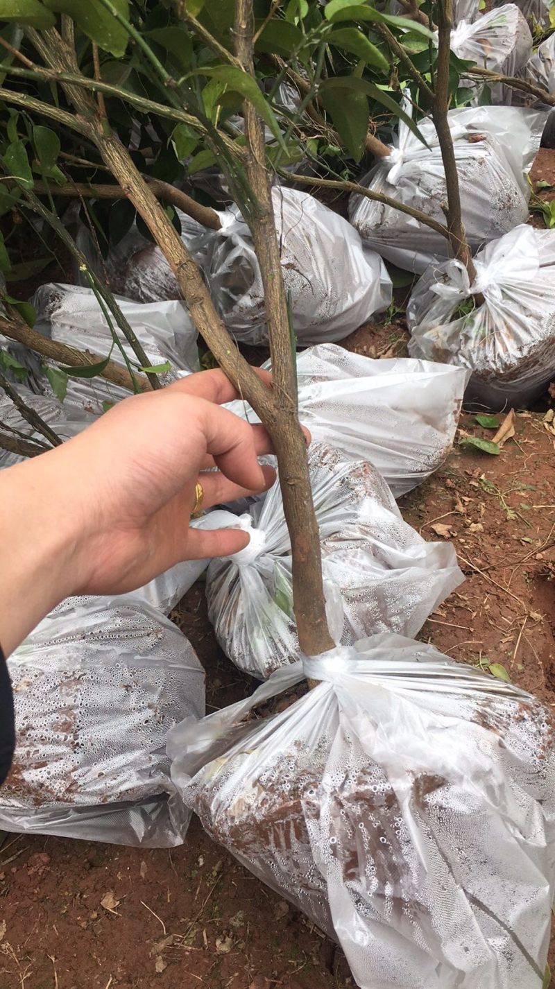 柑橘苗爱媛金秋明日见等各种柑橘苗。大苗小苗枝条