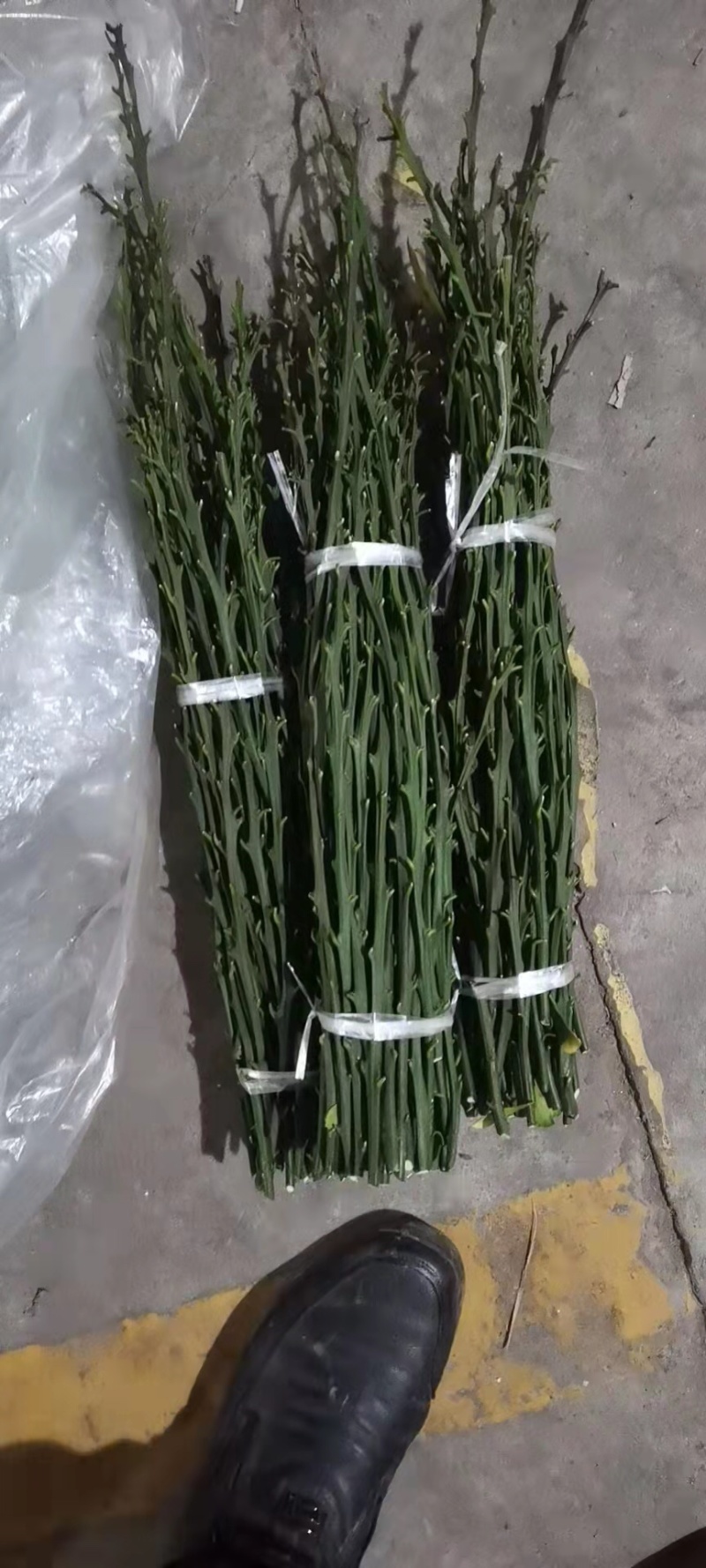 柑橘苗爱媛金秋明日见等各种柑橘苗。大苗小苗枝条
