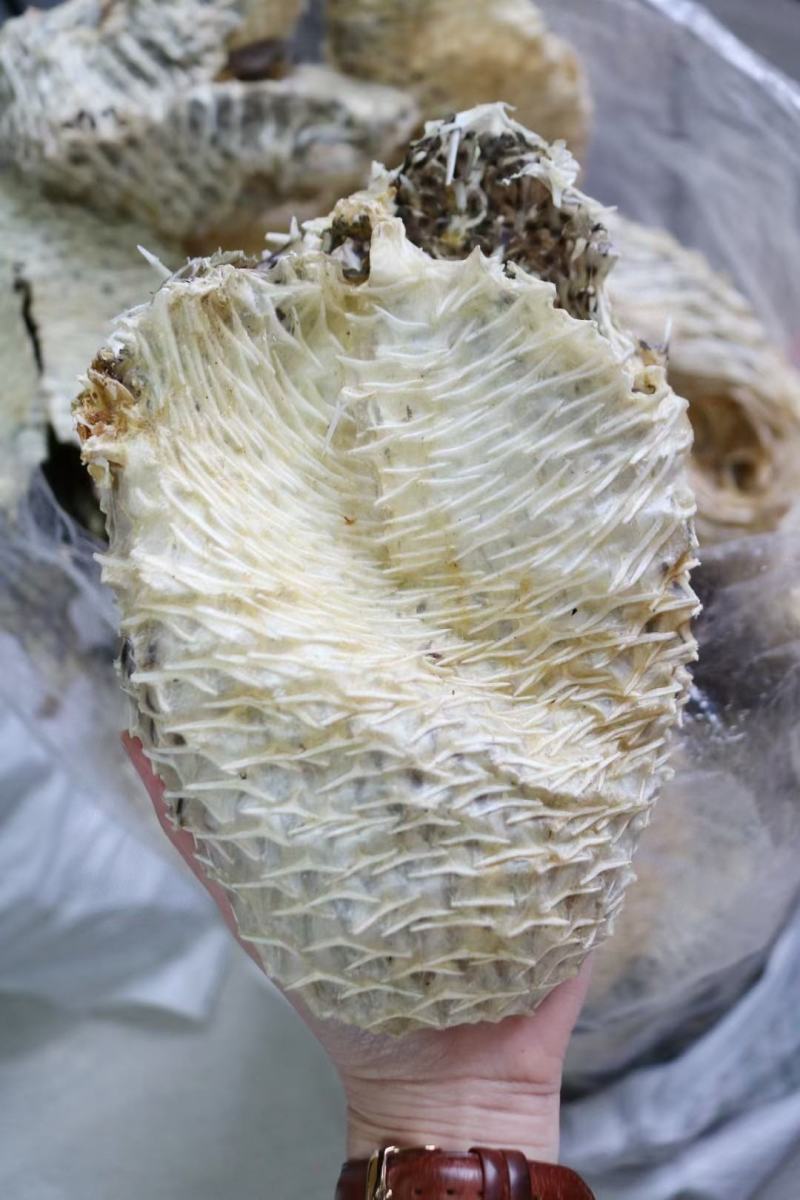 大号刺龟皮一斤3-4个短刺新鲜形状好看个个都漂亮新鲜