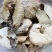 大号刺龟皮一斤3-4个短刺新鲜形状好看个个都漂亮新鲜