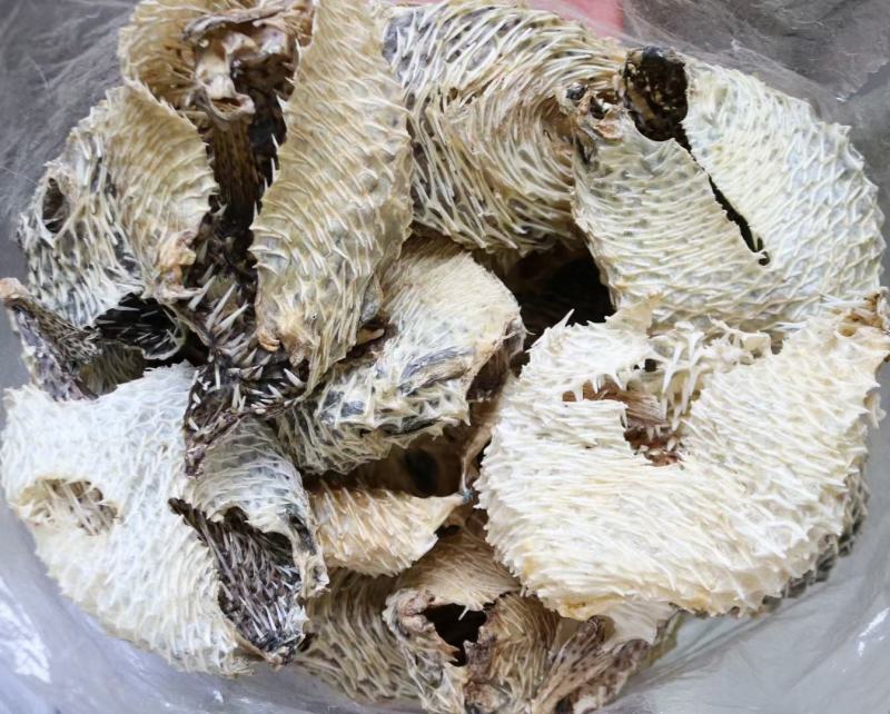 大号刺龟皮一斤3-4个短刺新鲜形状好看个个都漂亮新鲜
