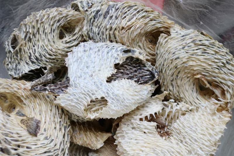 大号刺龟皮一斤3-4个短刺新鲜形状好看个个都漂亮新鲜