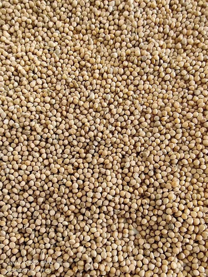 裕谷二号白壳黄谷种子小米种子抗倒伏1袋1亩地带药一类米
