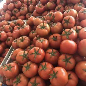 浙江苍南大红西红柿颜色好看口感很好耐运输大红西红柿