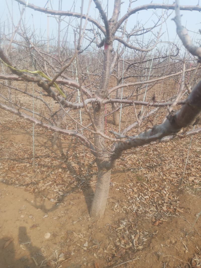 山东潍坊市临朐大樱桃树量大5到20公分粗，分枝均匀，品种