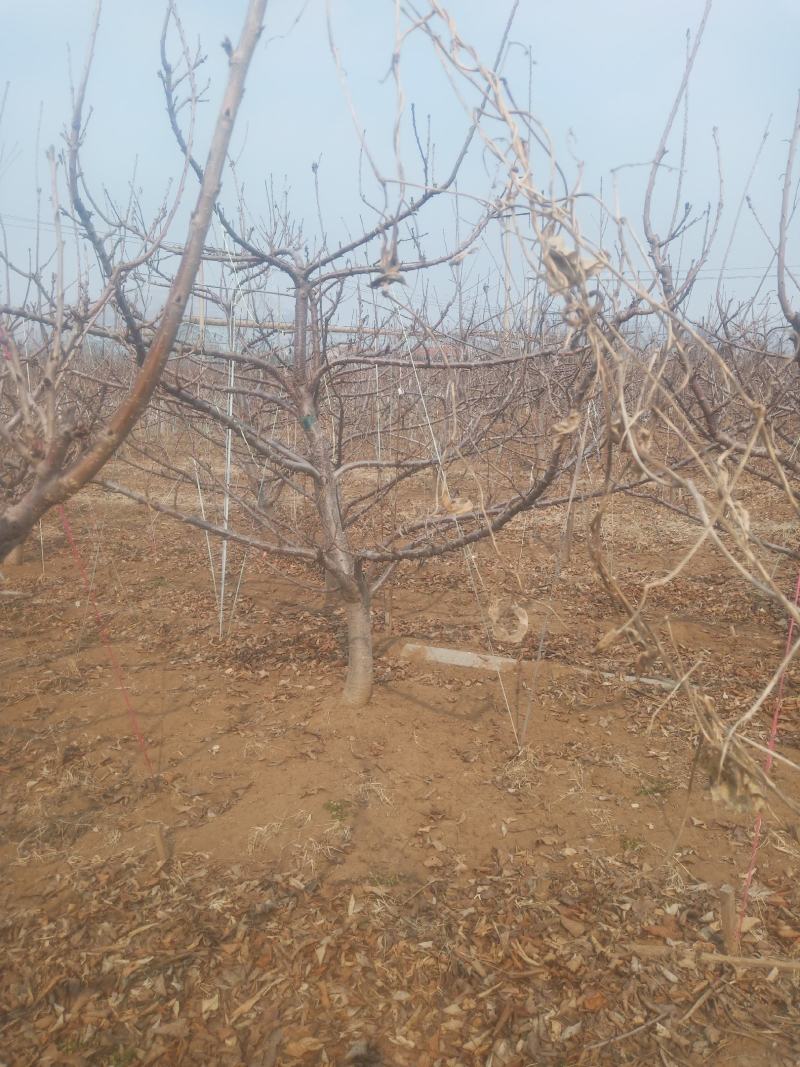 山东潍坊市临朐大樱桃树量大5到20公分粗，分枝均匀，品种