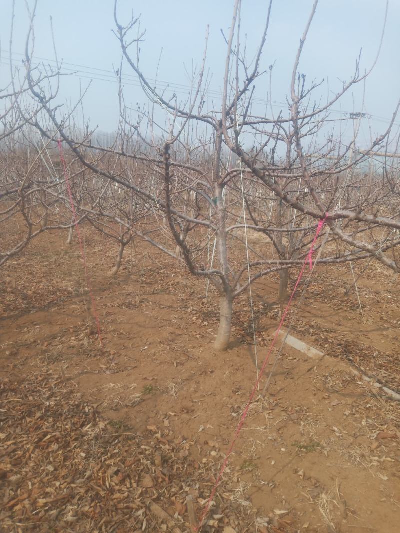 山东潍坊市临朐大樱桃树量大5到20公分粗，分枝均匀，品种