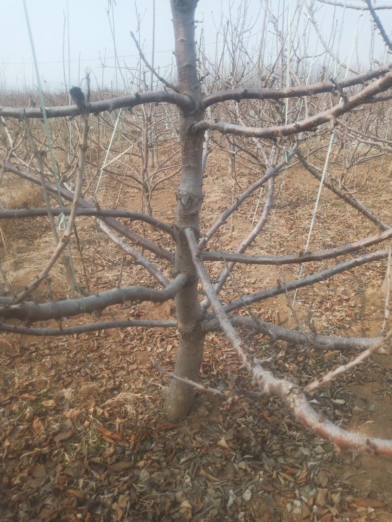山东潍坊市临朐大樱桃树量大5到20公分粗，分枝均匀，品种