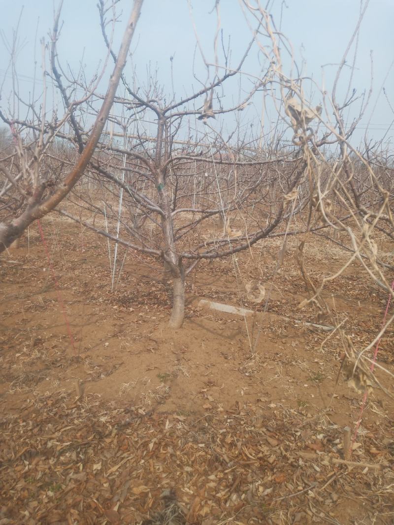 山东潍坊市临朐大樱桃树量大5到20公分粗，分枝均匀，品种