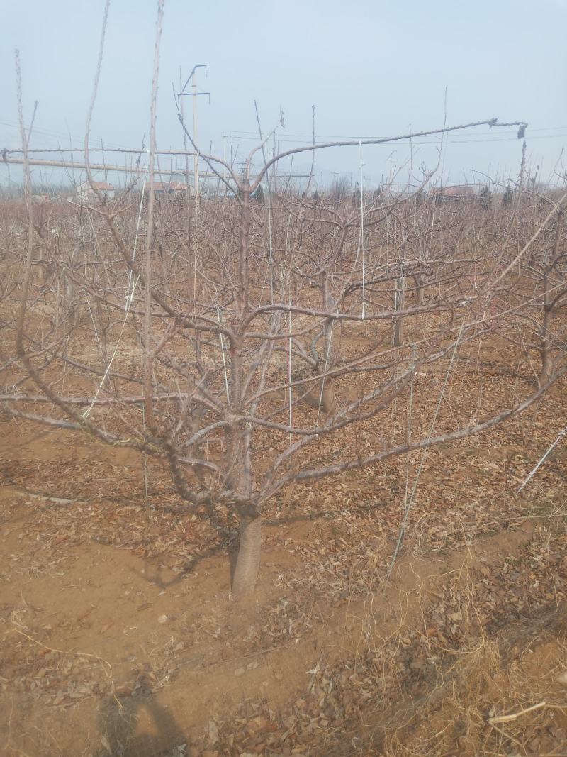 山东潍坊市临朐大樱桃树量大5到20公分粗，分枝均匀，品种