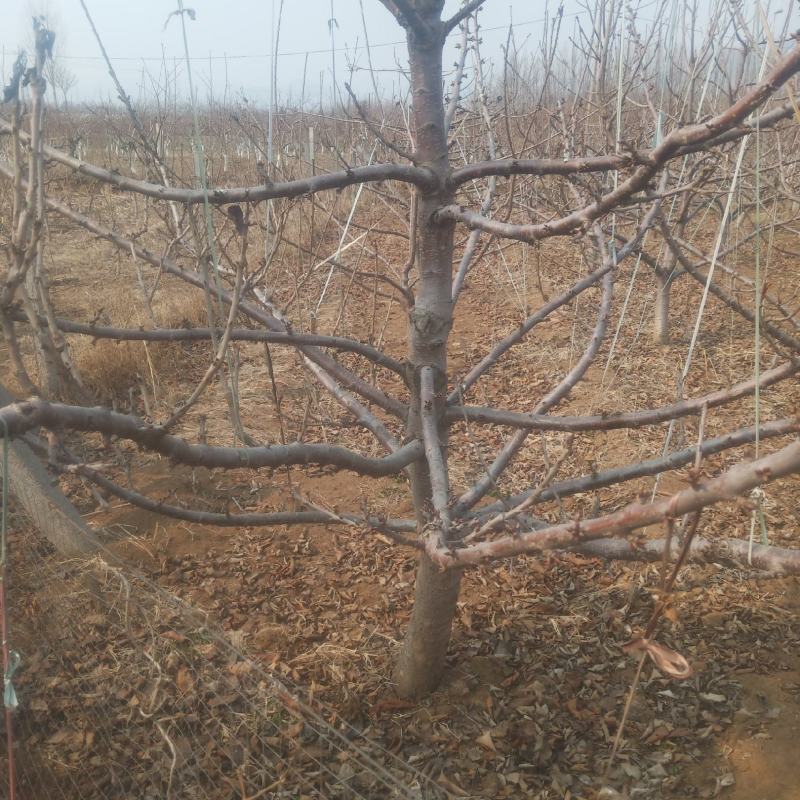 山东潍坊市临朐大樱桃树量大5到20公分粗，分枝均匀，品种