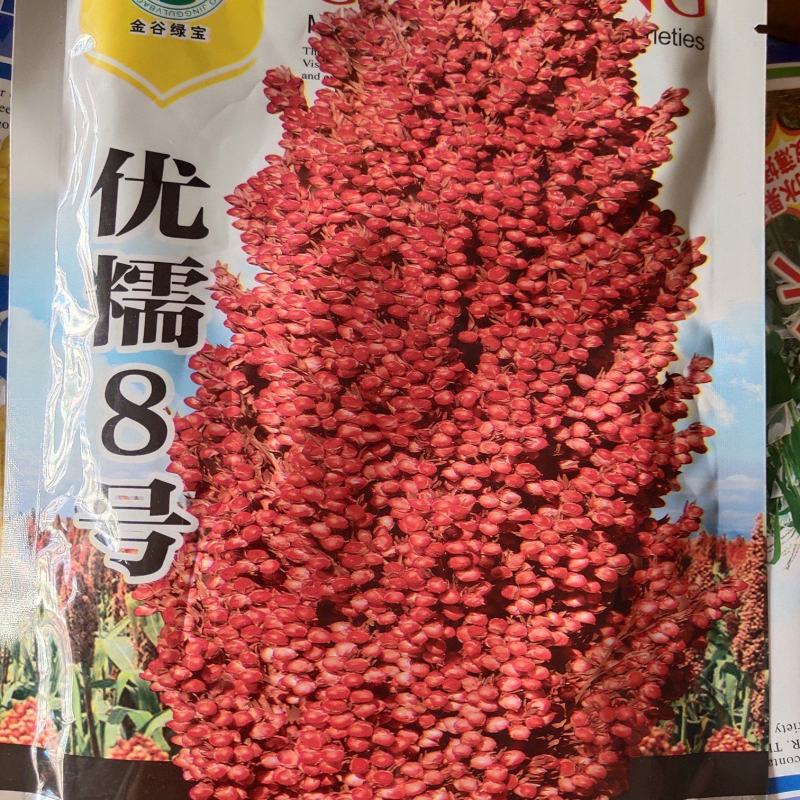 优糯8号高粱种子