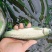 草鱼苗，长期供应优良鱼苗，场地直销欢迎订购。