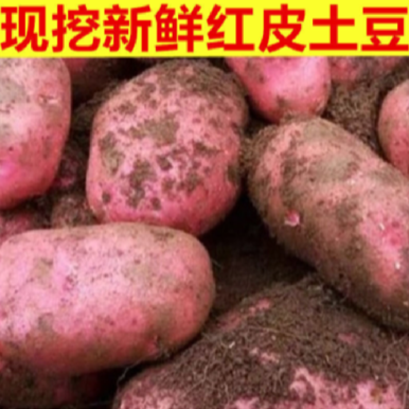 【可视频看货】定西青署9号质量保证.口感好、精选优质土豆