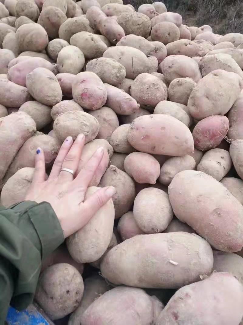 【可视频看货】定西青署9号质量保证.口感好、精选优质土豆