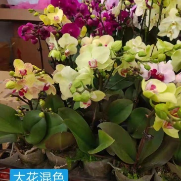 大花混色3.5+2.8寸多色混多品种多色系混色出