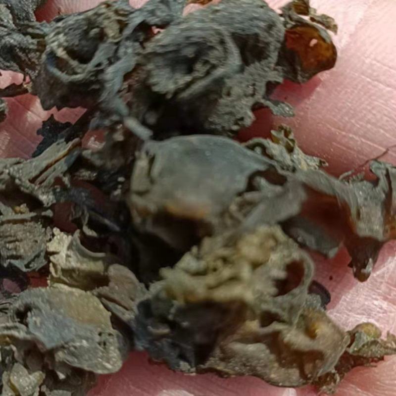 地皮菜。野生地皮菜。水洗地皮菜。