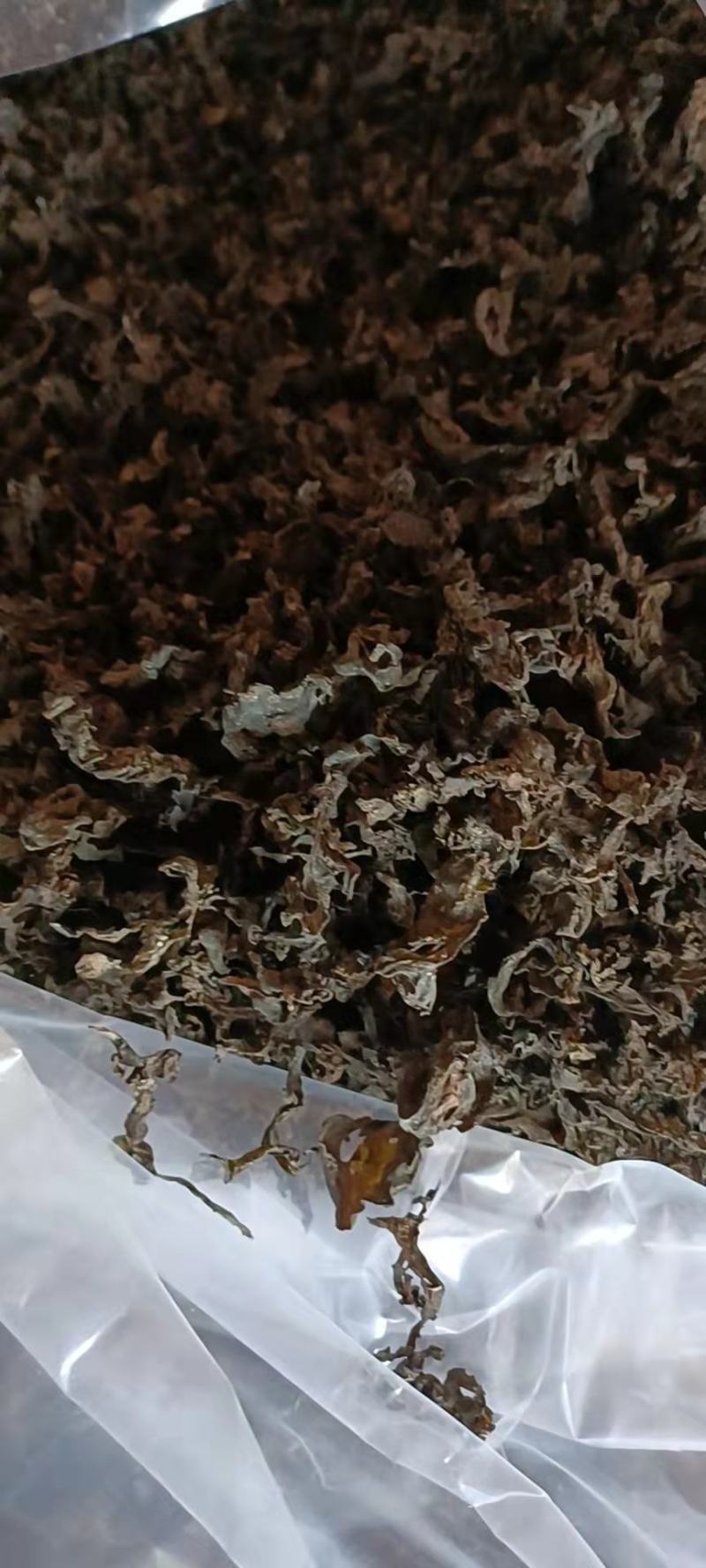 地皮菜。野生地皮菜。水洗地皮菜。