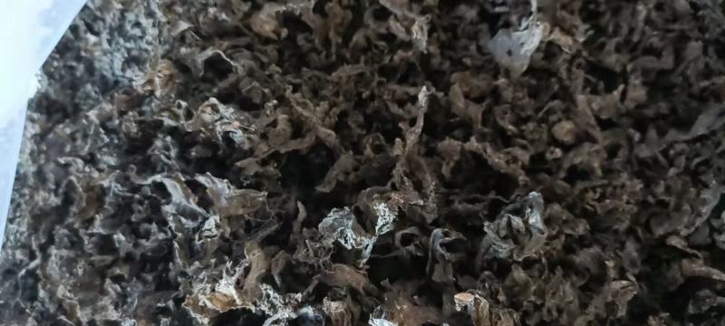 地皮菜。野生地皮菜。水洗地皮菜。
