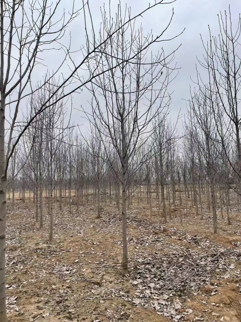 江苏沭阳娇红一号