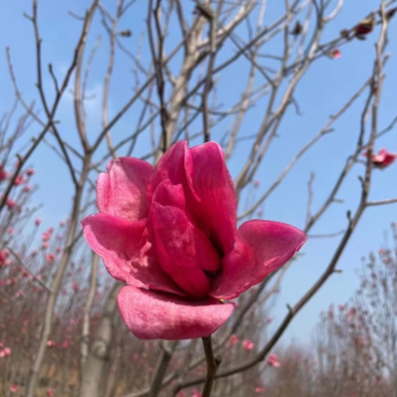 江苏沭阳娇红一号