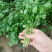 大量香菜有货