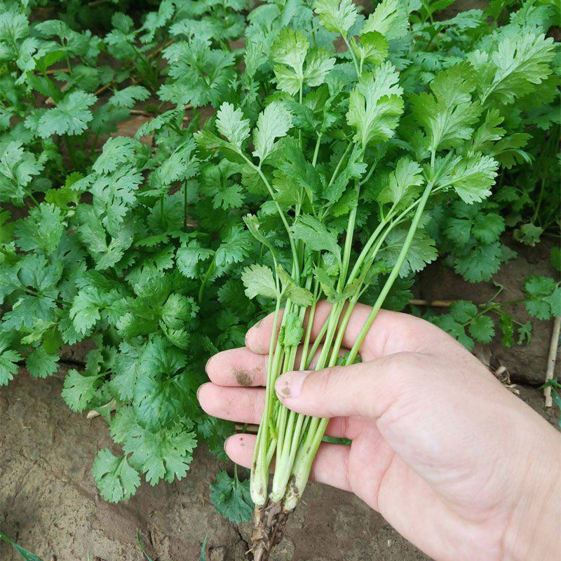 大量香菜有货