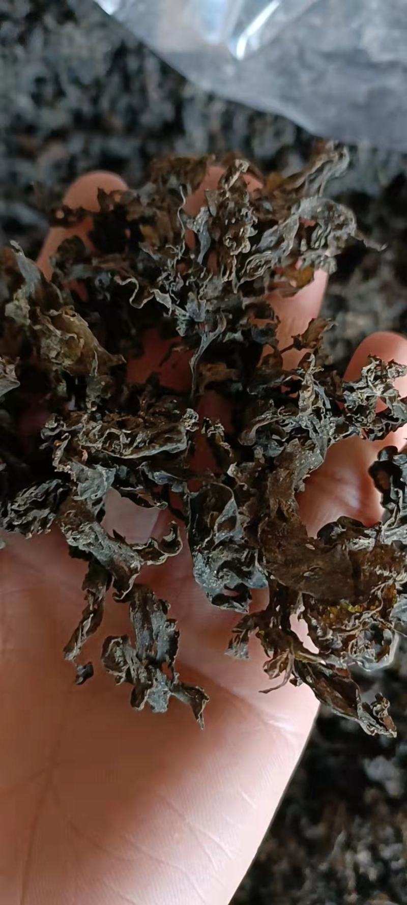 地皮菜。野生地皮菜。水洗地皮菜。
