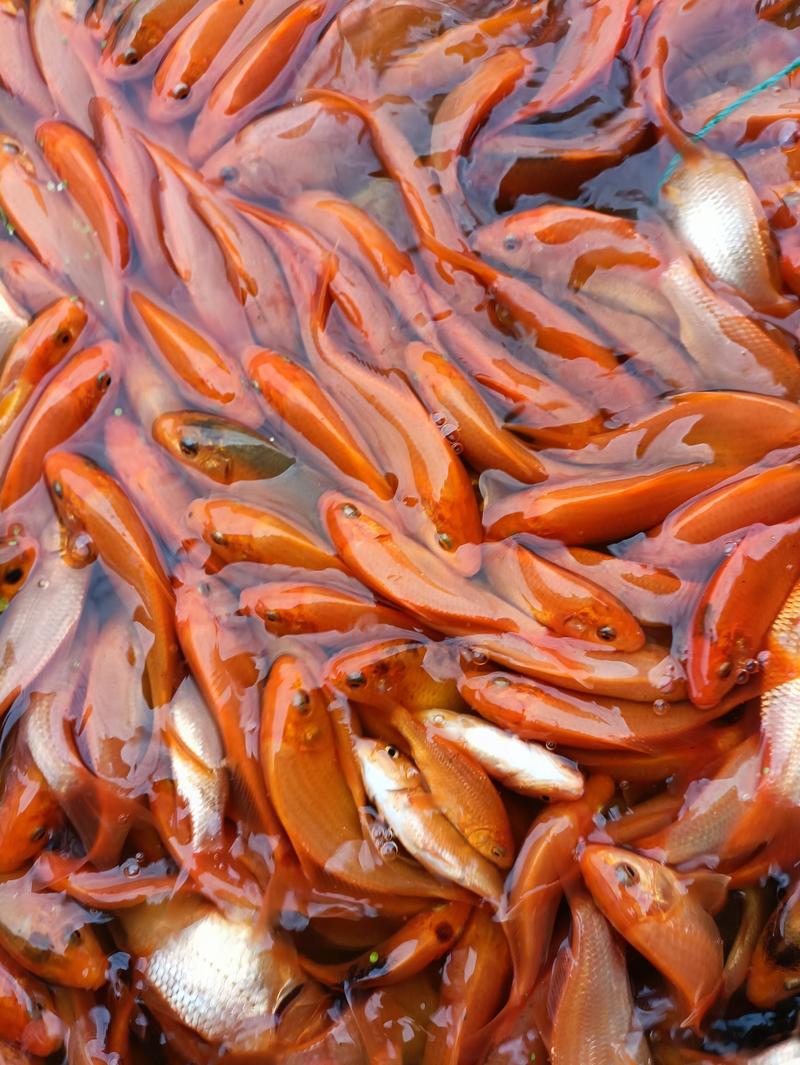 红鲤鱼苗，长期供应优良鱼苗，场地直销欢迎订购。