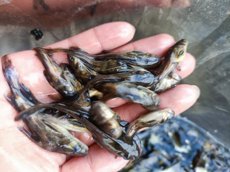 黄骨鱼苗，长期供应优良鱼苗，场地直销欢迎订购。