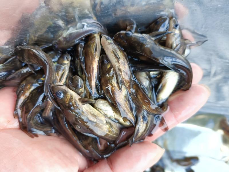 黄骨鱼苗，长期供应优良鱼苗，场地直销欢迎订购。