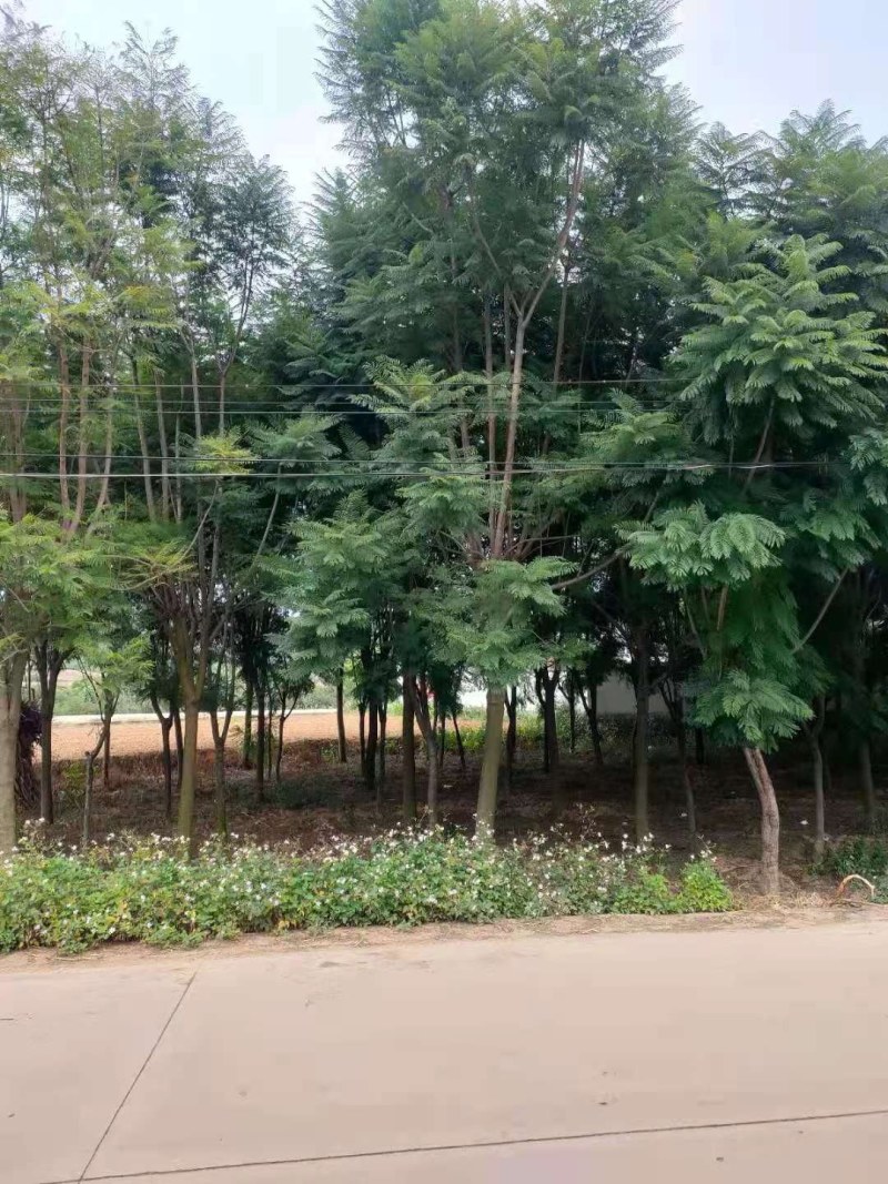 蓝花楹