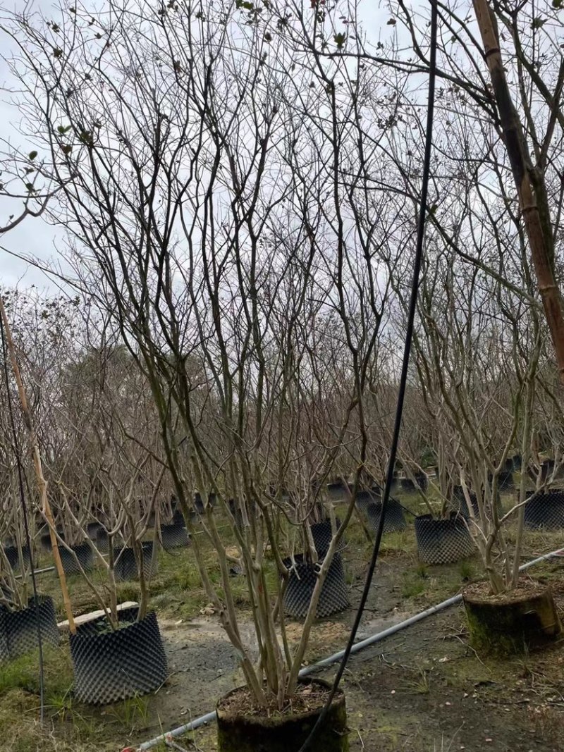 丛生老桩玫红紫薇树紫薇种植基地低价直销批发
