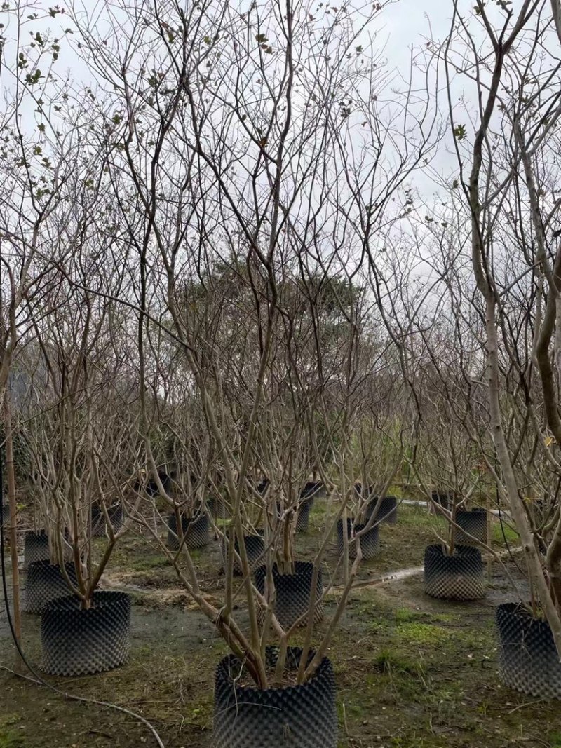 丛生老桩玫红紫薇树紫薇种植基地低价直销批发