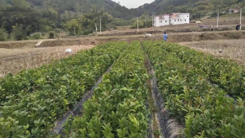 广佛手苗大量供应30-80公分柠檬佛手品质保证
