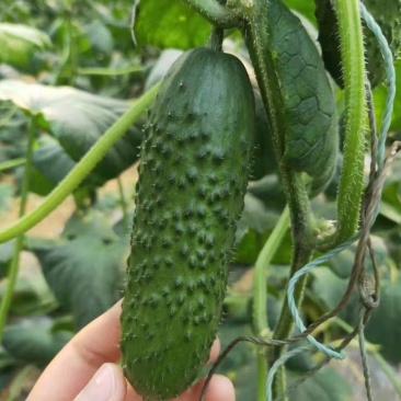 产地大量新鲜玛莎黄瓜