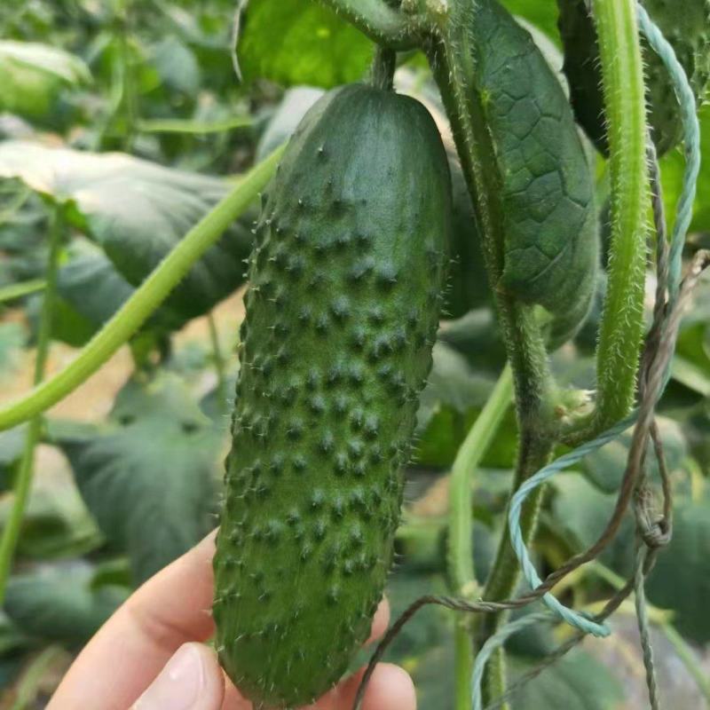 产地大量新鲜玛莎黄瓜