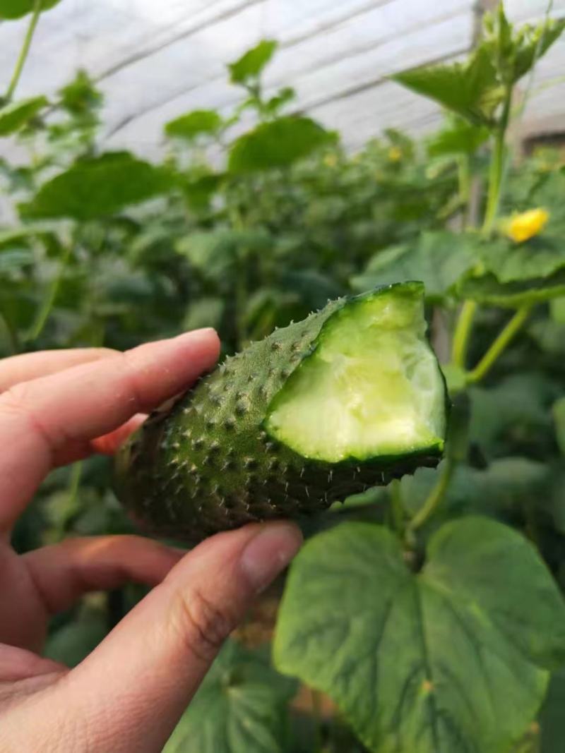 产地大量新鲜玛莎黄瓜