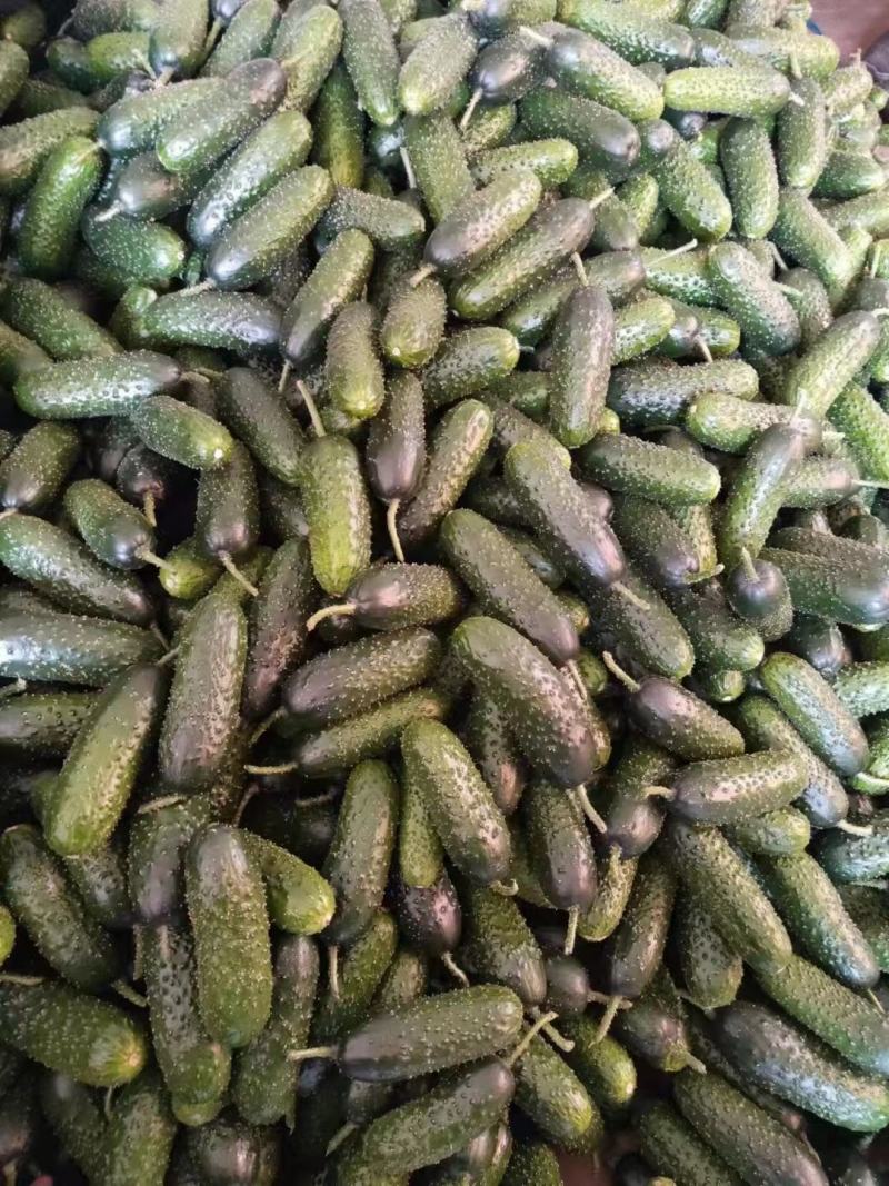 产地大量新鲜玛莎黄瓜