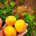 【精选】荷兰香蜜杏价格嫁接荷兰香蜜杏树苗品种欢迎订购