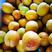 【精选】荷兰香蜜杏价格嫁接荷兰香蜜杏树苗品种欢迎订购
