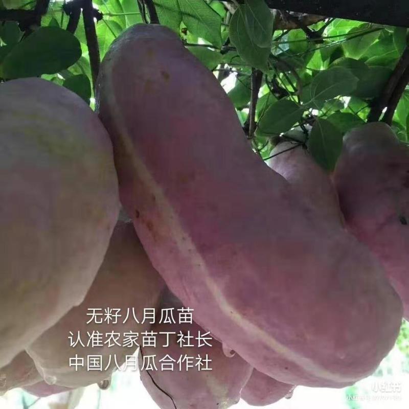 无籽八月瓜苗合作社无籽八月瓜苗亩产5千斤我送苗你种植