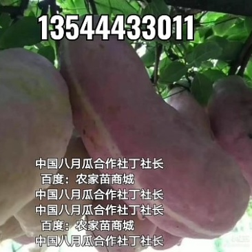 无籽八月瓜苗合作社无籽八月瓜苗亩产5千斤我送苗你种植