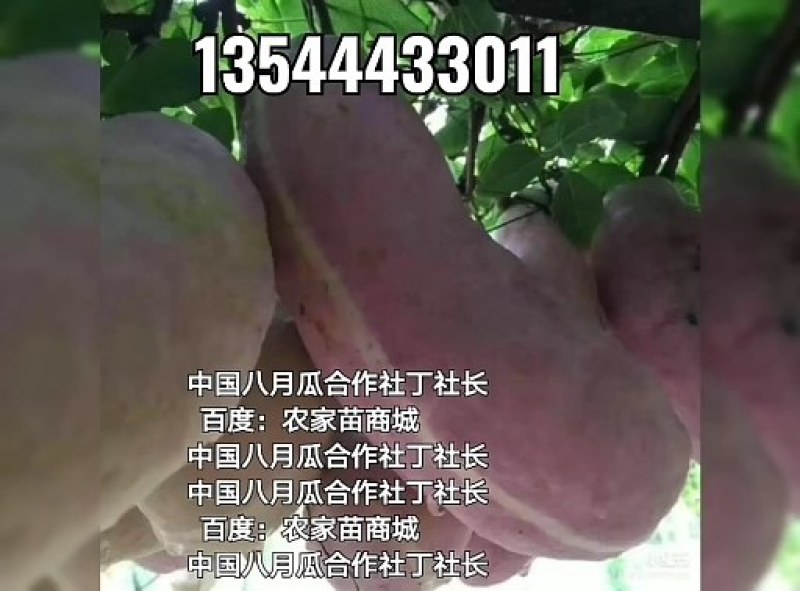 无籽八月瓜苗合作社无籽八月瓜苗亩产5千斤我送苗你种植