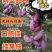 无籽八月瓜苗合作社无籽八月瓜苗亩产5千斤我送苗你种植