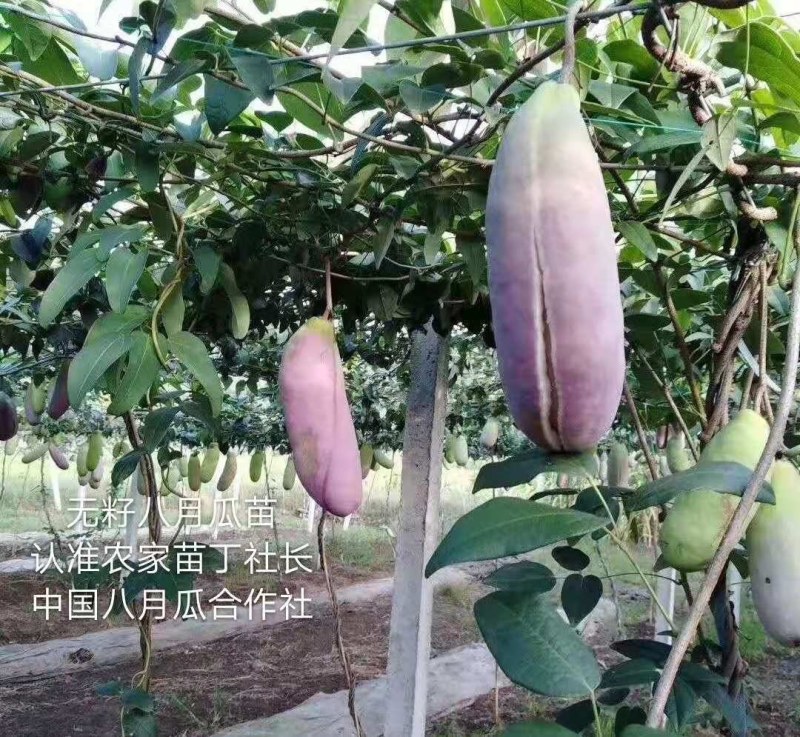 无籽八月瓜苗合作社无籽八月瓜苗亩产5千斤我送苗你种植