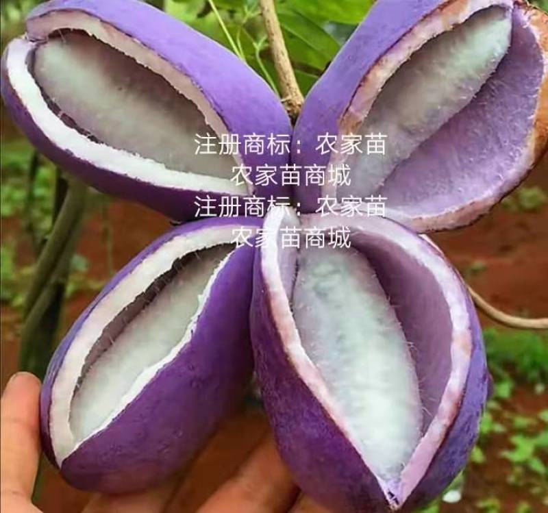 无籽八月瓜苗合作社无籽八月瓜苗亩产5千斤我送苗你种植